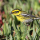 Townsend’s warbler, common in the Pacific Northwest, is arriving in the US way too early